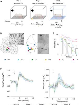 Dynamic causal modeling reveals increased cerebellar- periaqueductal gray communication during fear extinction